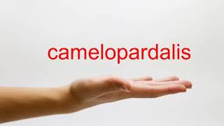 How to Pronounce camelopardalis  American English [upl. by Ashien]