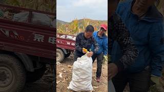 How does this farmer tie a sack with corn cobs [upl. by Yellah]