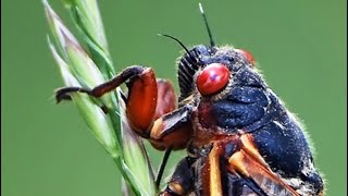 Life Cycle of Cicadas [upl. by Razaile]