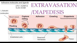 L36 Extravasation Diapedesis Understanding the Molecular Mechanisms Part 1 [upl. by Prescott]