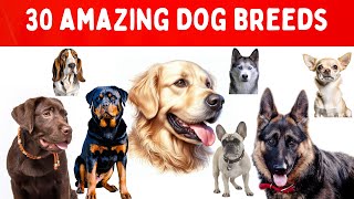 Dog Breeds Vocabulary 🐕 l 30 Dogs Breeds Names In English With Pictures  100 Popular Dogs for kids [upl. by Elstan349]