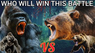 Grizzly Bear vs Gorilla  Who Will Win This Battle [upl. by Fulvi372]