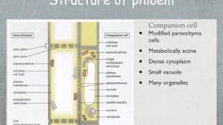 AS level G20 Structure and function of phloem Ms Cooper [upl. by Lorien]