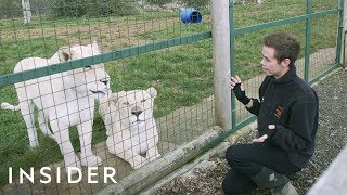 A Day In The Life Of A Keeper At A Big Cat Sanctuary [upl. by Faux350]