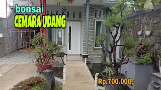 Bonsai Cemara Udang  Casuarina equisetifolia [upl. by Einahpet]