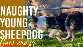 BORDER COLLIE sheepdog learns to herd SHEEP  first lesson amp goes crazy [upl. by Thornton]