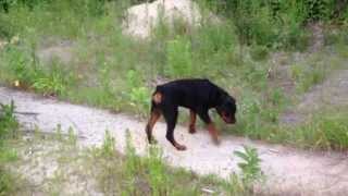 6 month old rottweiler puppy [upl. by Thekla]