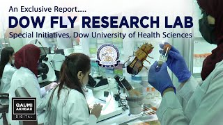 Dow University Fascinating Research on Drosophila melanogaster Unraveling Secrets of the Fruit Fly [upl. by Anahgem767]