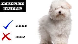 Coton de Tulear Pros And Cons  The Good And The Bad [upl. by Slavin]