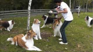 Rough Collie meeting in Japan ： ＭＬオフ会2012 NO1 [upl. by Tilda]