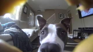 Pit Bull licking my GoPro Hero 3 [upl. by Neeruan]