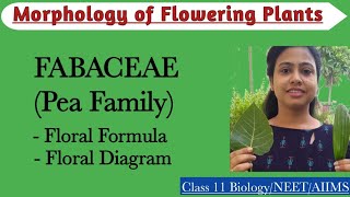 Fabaceae  Pea Family  Floral Formula and Diagram Morphology of Flowering PlantsClass 11 Biology [upl. by Olshausen365]