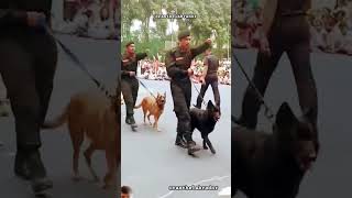 Indian army dog training 🇮🇳 short video viral trending 🇮🇳🇮🇳🇮🇳 [upl. by Notxap]