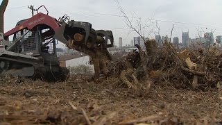 Trees Removed From Nashvilles Fort Negley [upl. by Eldorado540]