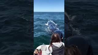 shark whalewatching fishing whale dolphin ocean wildlife close [upl. by Sewole]