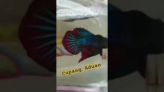 Ikan cupang black series amp fancy [upl. by Airekahs]