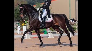 SOLD 2004 Oldenburg gelding Grand Prix successful  wwwsporthorsesonlinecom [upl. by Anamuj641]