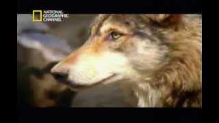 Documental quotEl vientre materno  perrosquot National Geographic P15 [upl. by Zoellick]