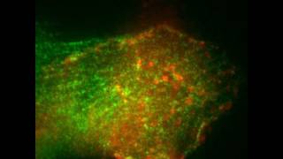 Multiple CaMKII Binding Modes to the Actin Cytoskeleton Revealed by Single Molecule Imaging [upl. by Joellyn]