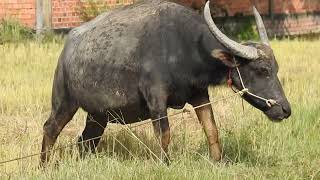 WOW SO AMAZING WATER BUFFALO [upl. by Diver]