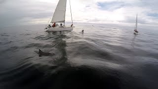 Rencontre avec les dauphins en voilier [upl. by Eltotsira534]