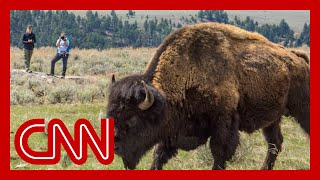 Bison gores woman in Wyoming [upl. by Winston]