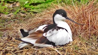 Avocet Nest at Paradise Park in Cornwall [upl. by Nerred]