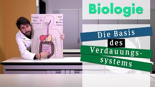 Biologie Basis des Verdauungssystems [upl. by Secor]