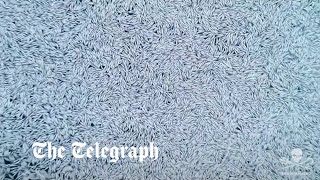 Trawler dumps 100000 fish off the coast of France [upl. by Mather601]