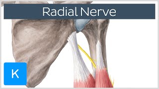 Radial Nerve  Branches Course amp Innervation  Human Anatomy  Kenhub [upl. by Sylera]