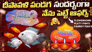 DIWALI OFFERS  FLOWERHORNS  PARROT FISHS amp PLATYS  AK AQUA TELUGU [upl. by Leahcam327]