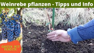 Weinrebe pflanzen  Weintraube pflanzen  Tipps und Info [upl. by Roshelle]