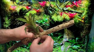 How I Mount Bromeliads to Wood for my Vivariums  Vriesea Fenestralis [upl. by Otreblide730]