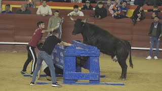 Valencia 2024 vacas falleras MACHANCOSES [upl. by Adorl]