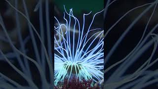 Facts About Sea Anemones Stinging Cells Symbiotic Relationships and Regeneration [upl. by Mayce]