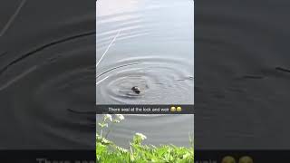 A seal near the Old Lock amp Weir in Hanham [upl. by Nitsirt252]