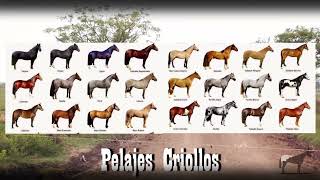 Pelajes Colores De Los Caballos Criollos 🐴Del Cerro Soy [upl. by Hughes]