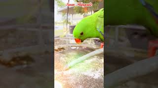 Camerashy Male Moluccan Eclectus Parrot Attacking Camera [upl. by Appilihp]