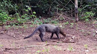 ¿Conoces al jaguarundi Herpailurus yagouaroundi [upl. by Airdna740]