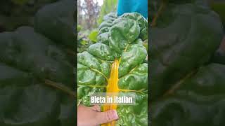 Bieta or Swiss Chard🥰gulayislife bieta swisschard organicvegetables fromfarmtotable vegetables [upl. by Agnizn]