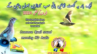 Desire to Hear The Common Quail Sound  Bedana ovga chaqiradi [upl. by Remus]