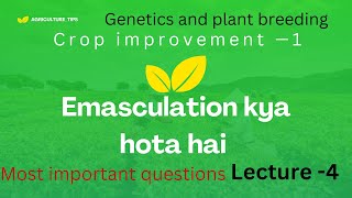 What is emasculation and its importance नपुंसीकरण क्या है  crop improvement 1  bsc agriculture [upl. by Kemme508]