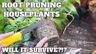 Root pruning houseplants and why it might be good in some cases  Save a dying plant [upl. by Esyak]