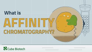 Affinity Chromatography Explained [upl. by Cormac271]