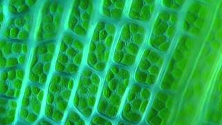 Moss leaf chloroplasts under microscope 1000x  Ceratodon purpureus [upl. by Selij]