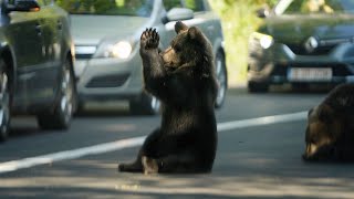 The Praying Bears  Modlící medvědi Zarnesti Romania 2023 [upl. by Humph577]