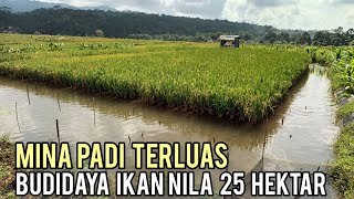 Sukses Budidaya Ikan Nila Sistem Minapadi 25 Hektar Desa Ini Dijadikan Percontohan Perikanan [upl. by Alard]