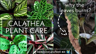 Calathea plant care tips  indoor plants  ഇലകൾ കരിഞ്ഞു പോകുന്നുണ്ടോ [upl. by Alathia]