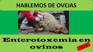 38 ENTEROTOXEMIA EN LAS OVEJAS [upl. by Aiceled22]