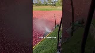 Why Are Cranberries Harvested in Water [upl. by Lipinski]